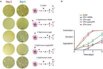 Inorganic Polyphosphate Is Essential for Salmonella Typhimurium Virulence and Survival in Dictyostelium discoideum